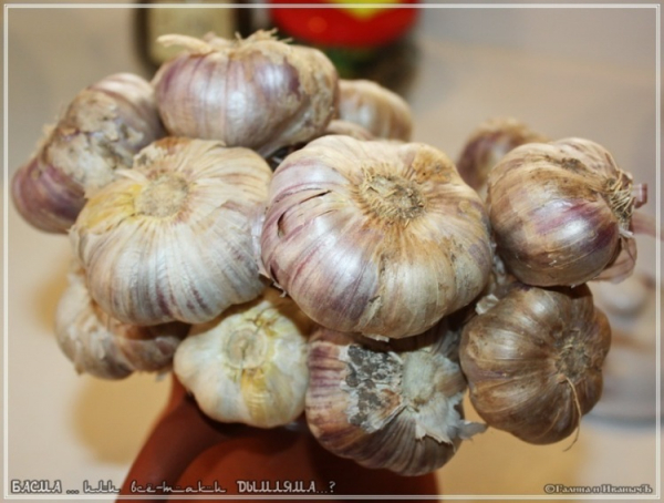 Басма или все-таки Дымляма