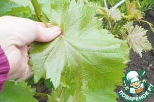 Долма под соусом из мацони