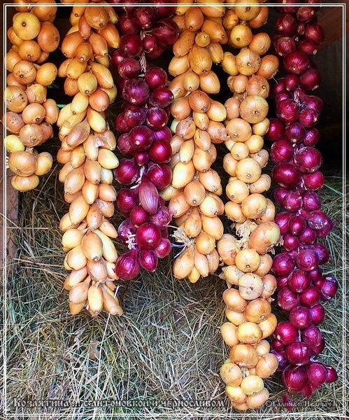 Козлятина с антоновкой и черносливом в казане Козлятина с антоновкой и черносливом в казане