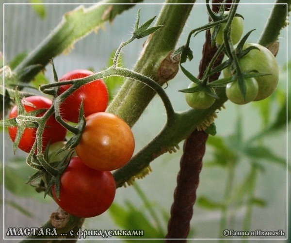 Мастава с фрикадельками Мастава с фрикадельками