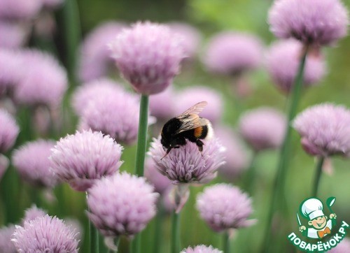 Мясо молодого барашка с нутом Мясо молодого барашка с нутом