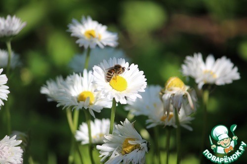 Мясо молодого барашка с нутом Мясо молодого барашка с нутом