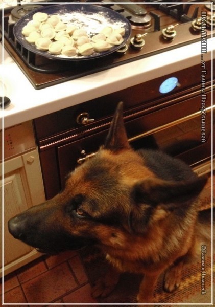 Пельмени... от Галины Поскрёбышевой