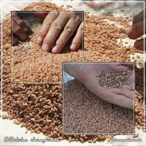 Плов или ПЛОВские старания Плов или ПЛОВские старания