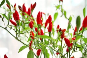 Сушка острого перца Сушка острого перца