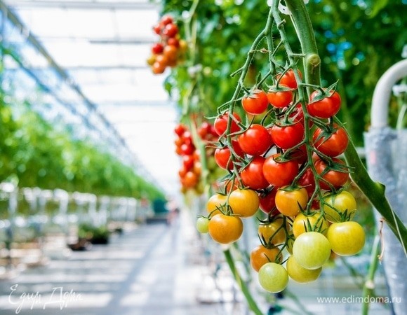 Роскачество рассказало, как избавиться от пестицидов и нитратов в овощах Роскачество рассказало, как избавиться от пестицидов и нитратов в овощах