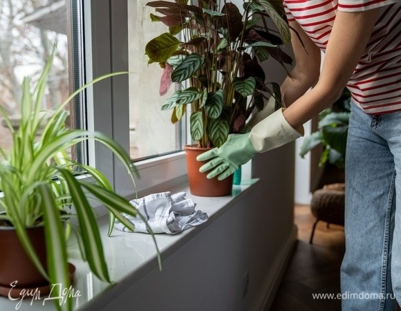 Опасный сад: биолог перечислил самые ядовитые домашние растения 