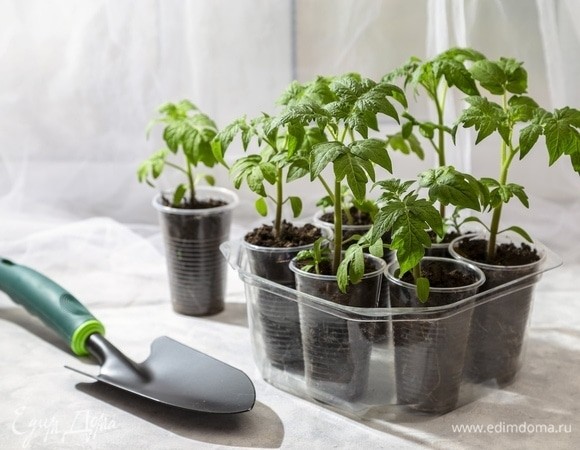 Что сеять в феврале на рассаду — овощи, ягоды и цветы, для которых «пришла пора» Что сеять в феврале на рассаду — овощи, ягоды и цветы, для которых «пришла пора»