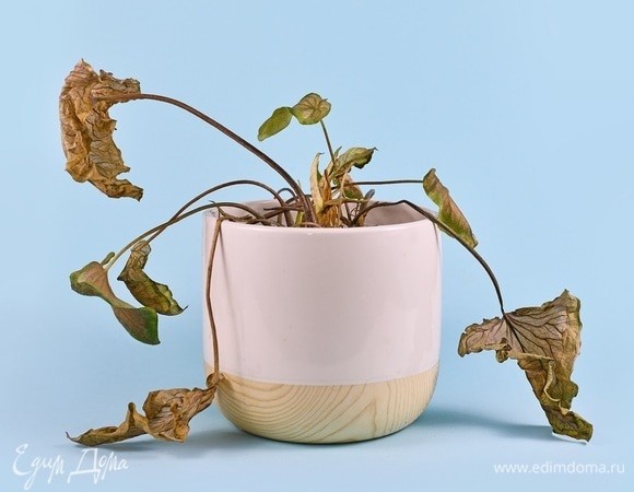 Не спешите выбрасывать! Эксперты назвали простой способ спасти сухие комнатные растения