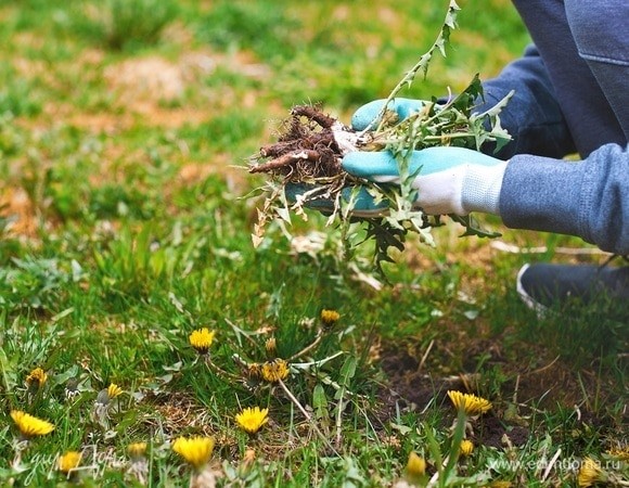 Найден простой и недорогой способ навсегда избавиться от сорняков на участке Найден простой и недорогой способ навсегда избавиться от сорняков на участке