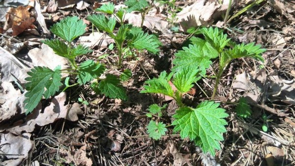 
Суп из крапивы с яйцом и картофелем – вкусный рецепт зелёного супа	