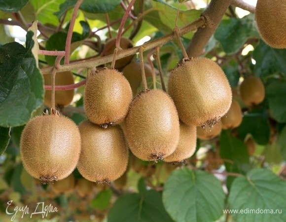 Свое вкуснее! Вот какие экзотические фрукты и овощи можно посадить на участке в мае