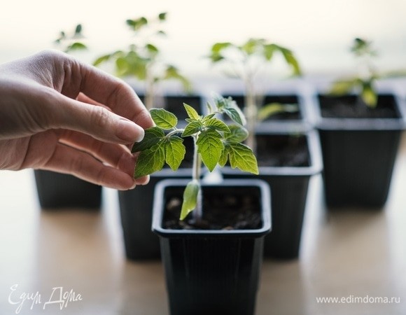 Почему падает рассада? Найдены главные причины — все можно исправить 