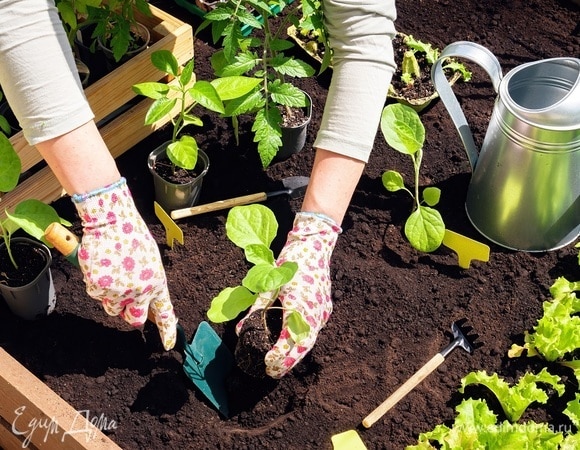 Агроном назвала важное условие для успешной пересадки рассады — вот что нужно сделать