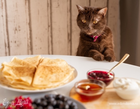 Будет коту Масленица? Эксперт сказала, можно ли давать блины питомцам Будет коту Масленица? Эксперт сказала, можно ли давать блины питомцам