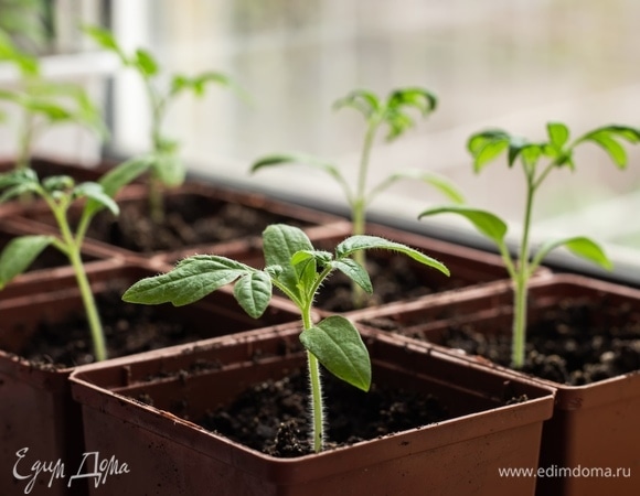 Рассада будет «мощной»: названы лучшие условия для выращивания томатов дома Рассада будет «мощной»: названы лучшие условия для выращивания томатов дома